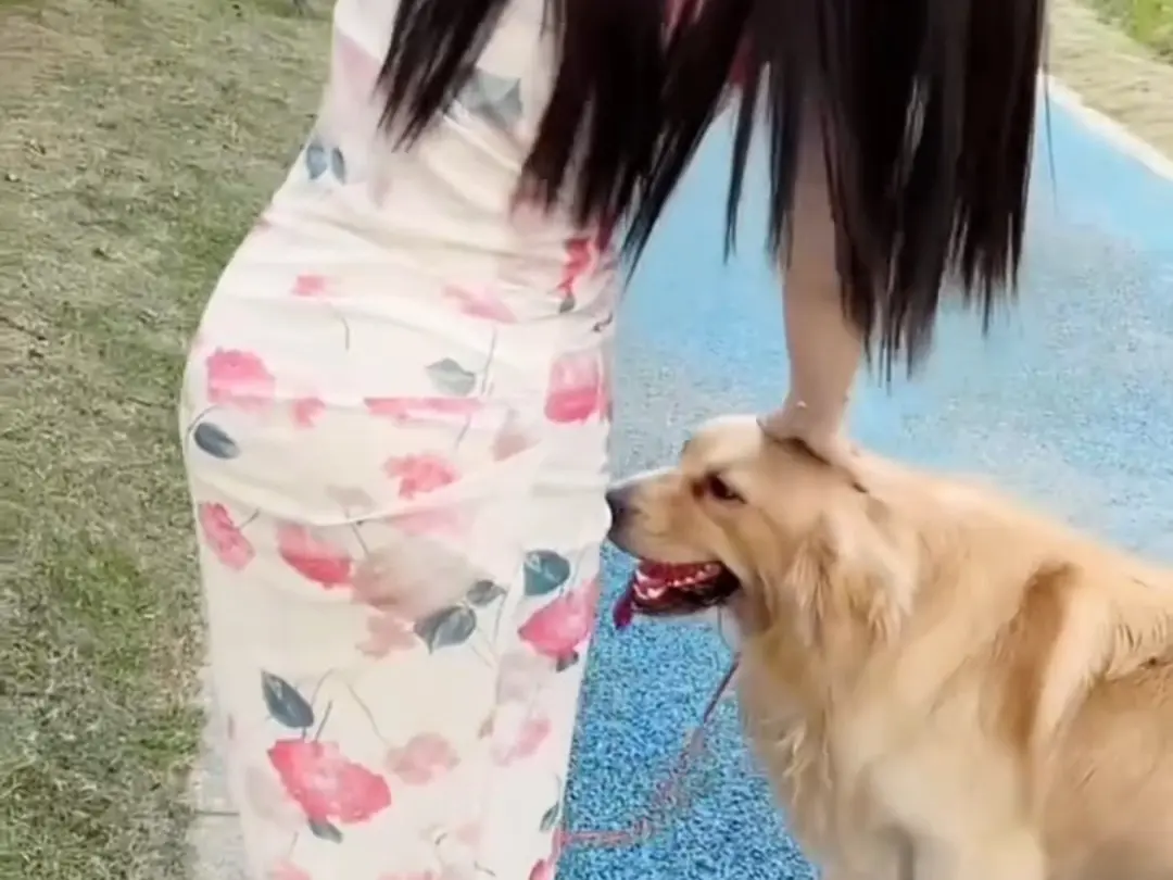 免费看《抖音香香公主与爱犬金毛科普视频》，1080P高清播放无广告，香香公主和爱犬金毛直播回放资源轻松获取！